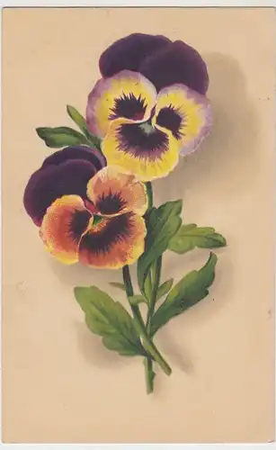 (41231) AK Blumen, Stiefmütterchen, 1913