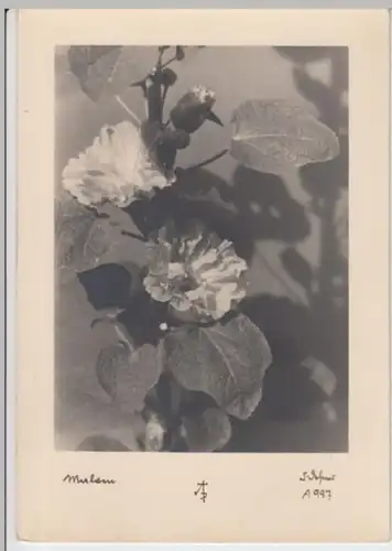 (2412) Foto AK Malven