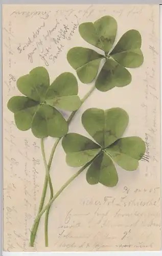 (22759) AK Vierblättriger Klee 1905