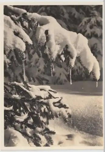 (2270) Foto AK Landschaft, Verschneiter Nadelbaum, Winterwald