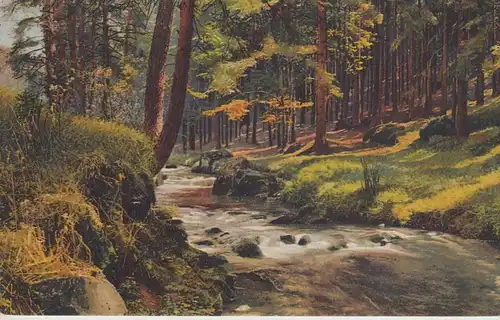 (108011) AK Fluss im Wald, Nadelbäume, Landschaft, vor 1945