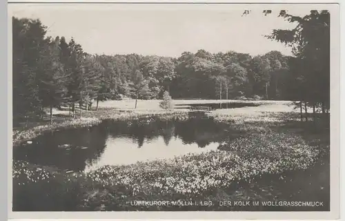 (63658) Foto AK Mölln, Lauenburg, Kolk mit Wollgras, vor 1945