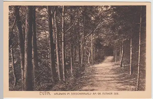 (60211) AK Eutin, Waldweg im Seeschaarwald am Gr. Eutiner See, vor 1918