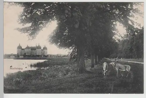 (75984) AK Jagdschloss Moritzburg, vor 1945