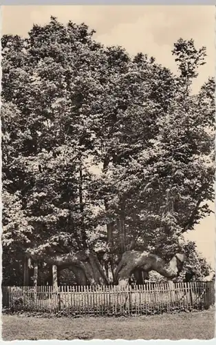 (17915) Foto AK Augustusburg, Alte Linde am Schloss 1958