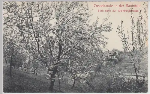 (115835) AK Cossebaude, Weinbergstraße 1917