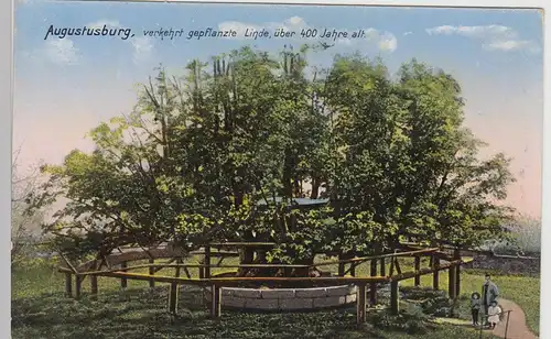 (111547) AK Augustusburg, verkehrt gepflanzte Linde, um 1922