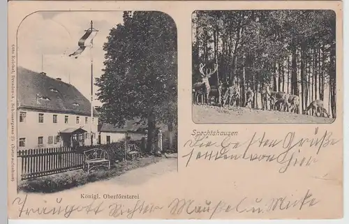 (110914) AK Spechtshausen, Kgl. Oberförsterei, Hirsche, 1905