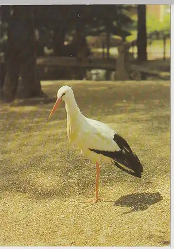 (102860) AK Tierpark Klingenthal, Sachsen, Weißstorch 1988