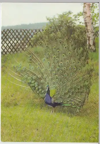 (102859) AK Tierpark Klingenthal, Sachsen, Pfau 1987