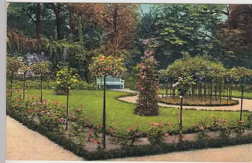 (90488) AK Halle a.S., Rosenblüte im städt. Amtsgarten, 1911