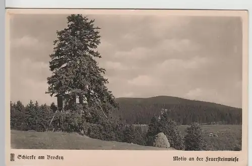 (67221) Foto AK Schierke, Harz, Feuersteinwiese, vor 1945