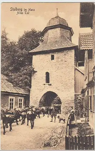 (32978) AK Stolberg (Harz), Altes Tor mit Kuhherde, 1911