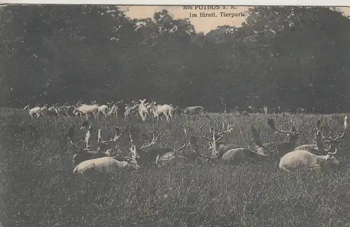(107922) AK Putbus, Rügen, Tierpark, Damwild 1913