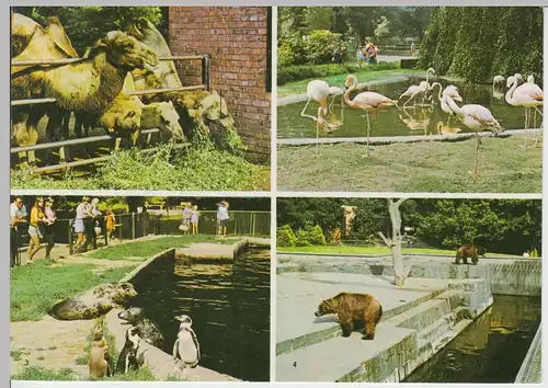 (99631) AK Rostock, Mehrbildkarte Zoologischer Garten, 1975