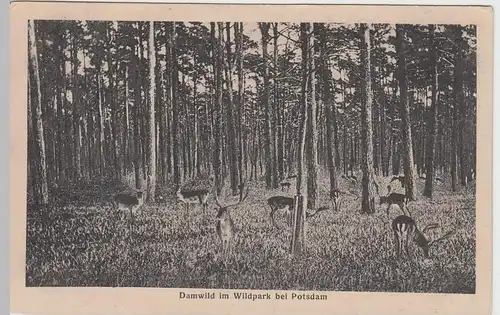 (50308) AK Potsdam, Damwild im Wildpark, 1925