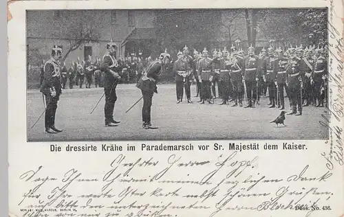 (93331) AK Dressierte Krähe im Parademarsch vor Wilhelm II. 1903