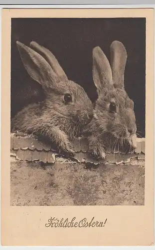 (41273) AK Fröhliche Ostern, Kaninchen schauen über Brüstung, 1931