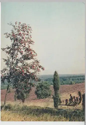 (96408) AK Lüneburger Heide, Vogelbeerbaum, 1945-1950er