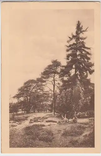 (95825) AK Lüneburger Heide, Am Weg nach Hermannsburg, vor 1945