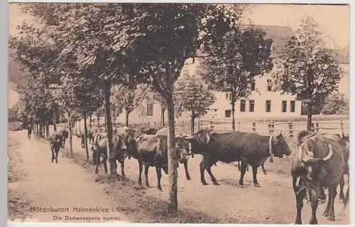 (95377) AK Hahnenklee i. Oberharz, Rinder a.d. Straße "Damenkapelle" 1912