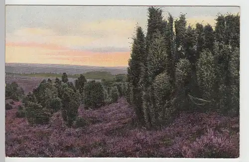 (84657) AK Lüneburger Heide, Blick vom Wilseder Berg, 1918