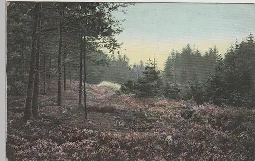 (79023) AK Lüneburger Heide, Waldpartie bei Hanstedt, 1907