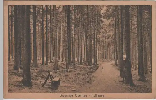 (72033) AK Braunlage, Harz, Kollieweg im Wald 1923