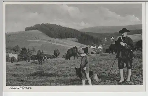 (66174) AK Altenau im Oberharz, Rinder a.d. Weide m. Hirte, vor 1945