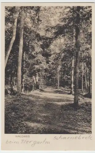 (5870) AK Scharnebeck, Waldweg beim Tiergarten, vor 1945