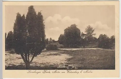 (24317) AK Lüneburger Heide, Partie am Wietzer Berg, vor 1945