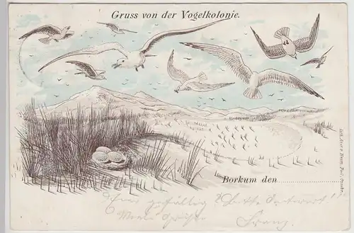 (114612) Künstler AK Gruß von der Vogelkolonie Borkum, Litho., Möwen 1901