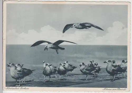 (107745) AK Nordseebad Borkum, Möwen am Strande, 1933