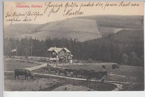 (100948) AK Hahnenklee, Oberharz, Rinderherde 1915