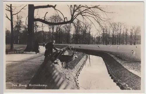 (50364) Foto AK Den Haag, Hertenkamp, 1935