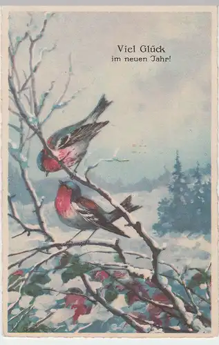 (51126) AK Viel Glück im neuen Jahr, Rotkehlchen, 1926