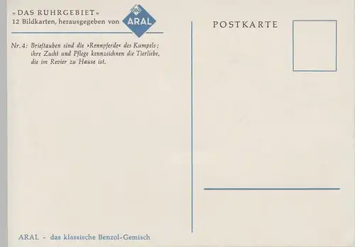 (70311) Künstler AK v. ARAL: Brieftauben, d. Rennpferde d. Kumpels, nach 1945