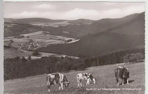 (104328) Foto AK Elkeringhausen, Fernblick, Rinder, nach 1945