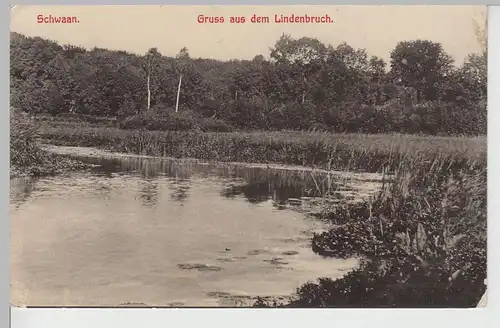 (78253) AK Schwaan, Gruss aus dem Lindenbruch, 1909