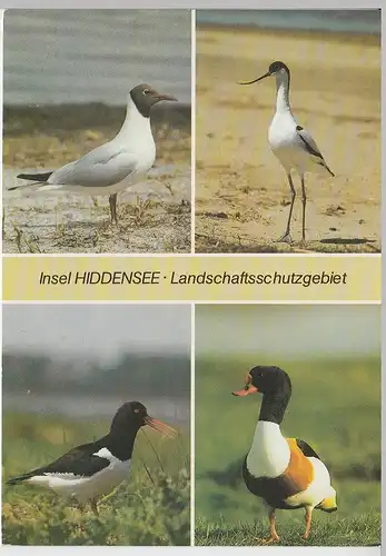 (102647) AK Hiddensee, Mehrbildkarte, Austernfischer, Brandgans, Lachmöwe 1988