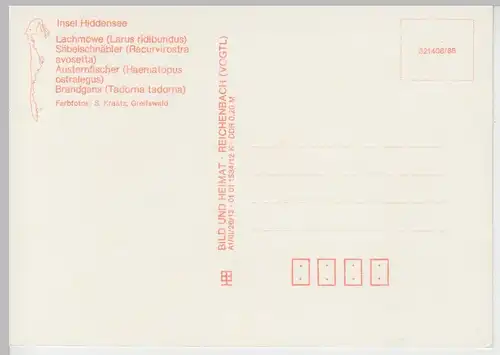 (102647) AK Hiddensee, Mehrbildkarte, Austernfischer, Brandgans, Lachmöwe 1988