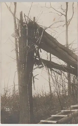 (75781) Foto AK 1. WK, abgeknickter Baum durch Beschuss, Feldpost 1916