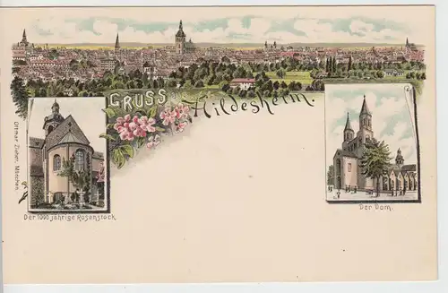(91367) AK Gruß aus Hildesheim, Dom, Rosenstock, bis 1905