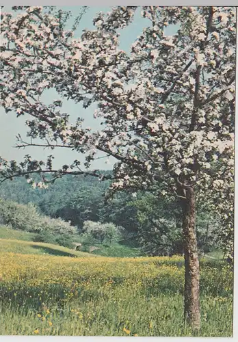 (96411) AK Frühling im Odenwald, 1945-1950er