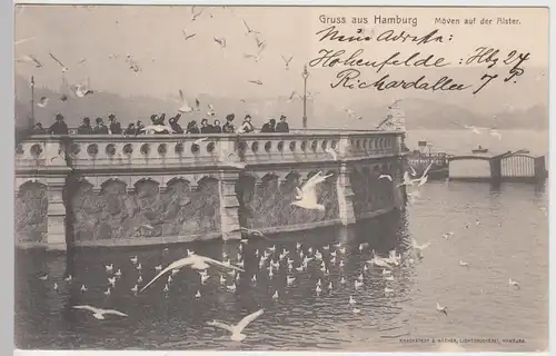 (91358) AK Gruß aus Hamburg, Möven auf der Alster 1905