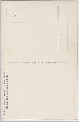 (70007) Foto AK Hamburg, Hagenbeck's Tiergarten, Mähnenschafe, vor 1945