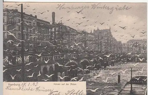 (113263) AK Hamburg, Möwen, Alster 1903