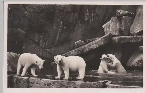 (106386) Foto AK Hamburg, Carl Hagenbeck's Tierpark, Eisbären vor 1945