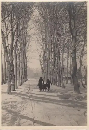 (5236) Foto AK Schlitten, Menschen, Allee, Winter, Ort unbekannt, vor 1945
