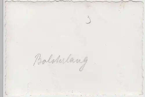 (F7563) Orig. Foto Bolsterlang im Allgäu, Rinder auf der Weide 1942